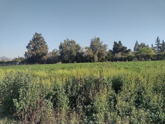 Santa Esther, Region Metropolitana, ,Local Comercial,En Venta,1181