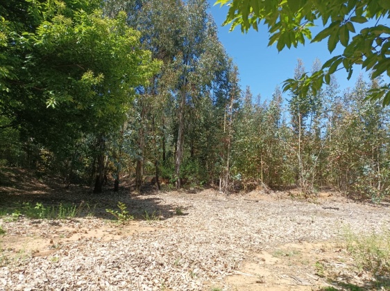 Capilla sur, Ñuble, ,Terreno,En Venta,1182