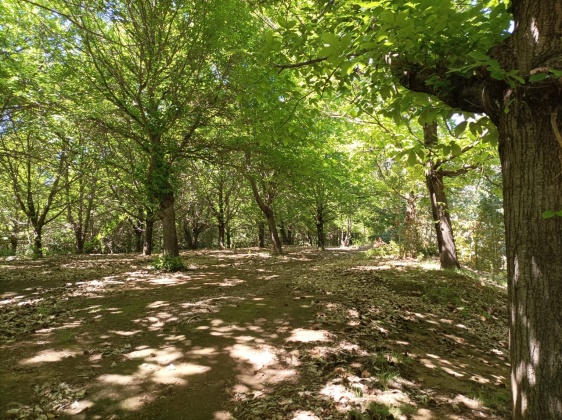 Capilla sur, Ñuble, ,Terreno,En Venta,1182