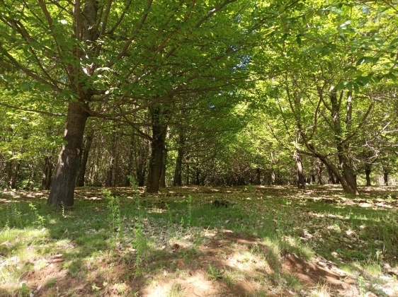 Capilla sur, Ñuble, ,Terreno,En Venta,1182