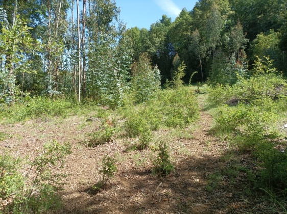 Capilla sur, Ñuble, ,Terreno,En Venta,1182