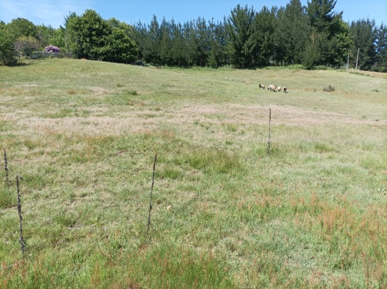 Capilla sur, Ñuble, ,Terreno,En Venta,1182