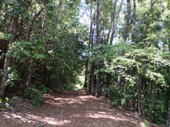 Capilla sur, Ñuble, ,Terreno,En Venta,1182