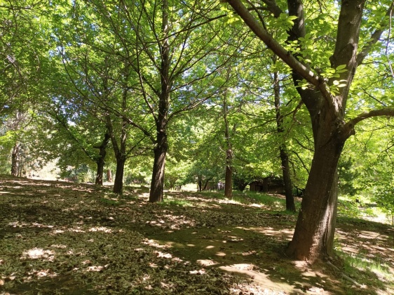 Capilla sur, Ñuble, ,Terreno,En Venta,1182